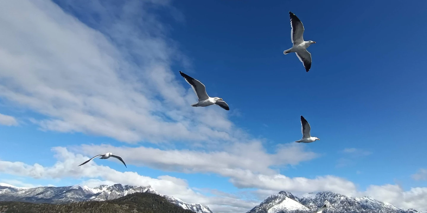 Gaviotas volando sur de Argentina